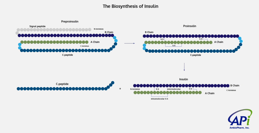 The Biosynthesis of Insulin - AmbioPharm